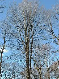 Les branches du houppier sont orientées vers le haut.