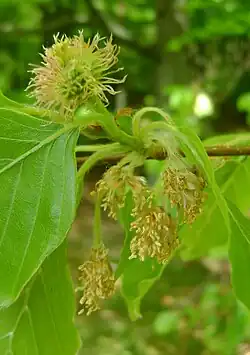 Chatons femelles (en haut) ; chatons mâles (en bas).