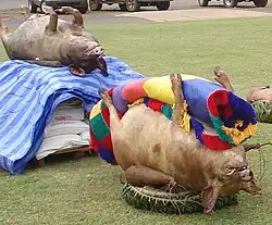 Photographie d'un cochon déposé sur un panier avec une natte, et en arrière-plan un autre cochon, posé sur une palette de produits manufacturés.