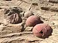 Faux fossiles géants d'un trilobite et d'œufs de dinosaure à Dalian en Chine, en ciment peint et fibre de verre