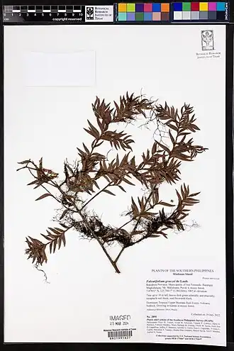 Description de l'image Falcatifolium gruezoi.jpg.