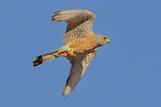 Faucon crécerellette, protégé à l'église de Saucedilla