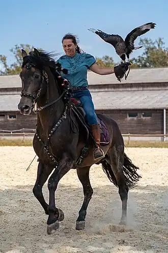 Image illustrative de l’article Fauconnerie