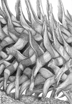 Fallen Palmetto, pointe d'argent, Jeannine Cook