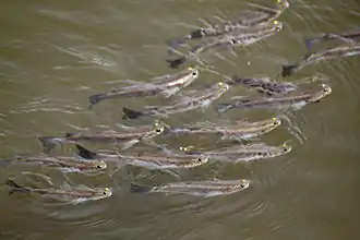 Banc de jeunes Rhinomugil corsula