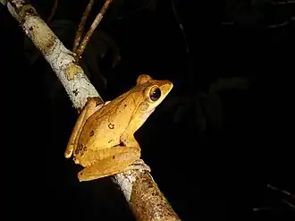 Description de l'image False hour glass tree frog..JPG.