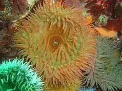 Pseudactinia flagellifera