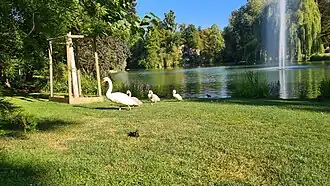 Un cygne et ses petits à l'Orangerie à Strasbourg