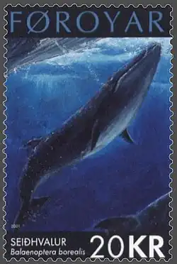 Balaenoptera borealis.