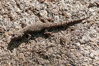 Description de l'image Farquhar half-toed gecko (Hemidactylus mercatorius) Anja Community Reserve.jpg.