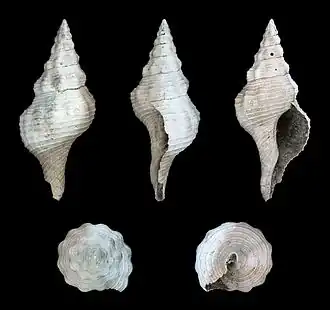 Fasciolaria scalarina, un Fasciolariidae