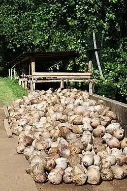 Photo montrant des noix de coco en train de sécher.