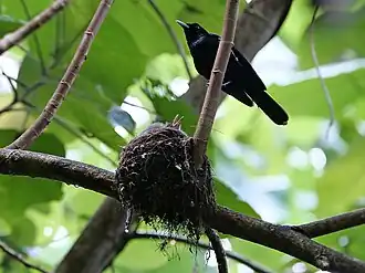 Description de l'image Fatuhiva Monarch imported from iNaturalist photo 395655088 on 22 August 2024.jpg.