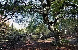 Le fau de Saint-Basle, dans la forêt de Verzy.