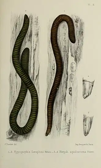 Description de l'image Faune de la Sénégambie, vertébrés (1883) (14770115051).jpg.