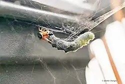 alimentation de Steatoda nobilis