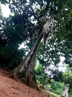 Faux kolatier géant.