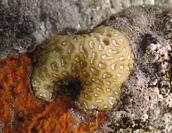 Favites sp. (peut-être Favites complanata ?)