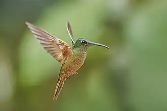 Heliodoxa rubinoides aequatorialis