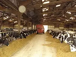 Photo couleur d'un couloir de bâtiment d'élevage. De part et d'autre, des vaches pie noir mangent de l'ensilage que vient de distribuer le tracteur en arrière plan.