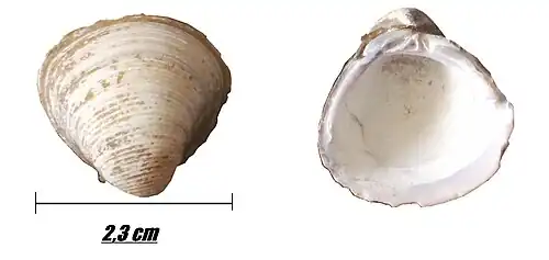 Corbicula fluminalis.