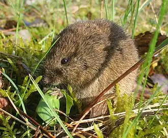Photo d'un campagnol dans l'herbe, tenant une plante entre ses pattes avant