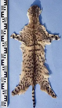 Peau tannée étalée, de couleur sable tachetée de point brun foncé avec une queue rayée