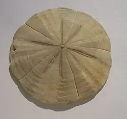 Test de Fellaster zelandiae