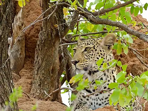 Panthera pardus ♀(parc national Kruger, Afrique du Sud).
