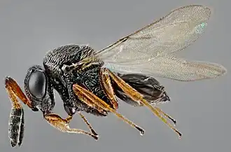 Description de l'image Female Parasitoid wasp (Trissolcus mitsukurii) from Asia - USDA-ARS.jpg.