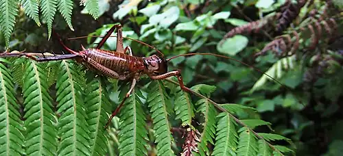 Un Weta d'Auckland femelle (Hemideina thoracica)