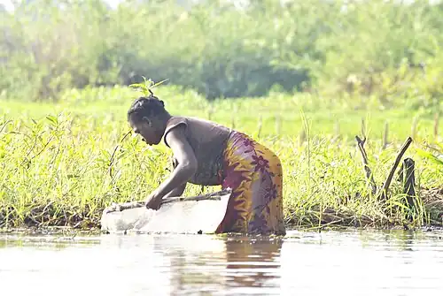 Femme collectant les poissons par un nasse au bord du lac Kinkony.