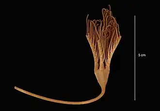 Feracrinus heinzelleri.