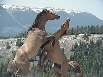 Photographie de deux chevaux cabrés se heurtant de face, sur fond de montagne enneigée.