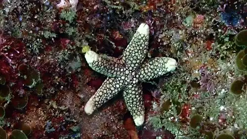 Possible Ferdina sadhaensis en Afrique du Sud.