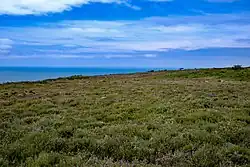 Paysage de landes, avec la mer en arrière-plan.