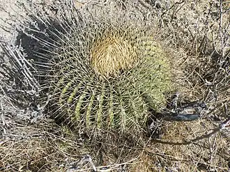 Description de l'image Ferocactus histrix (5693096422).jpg.