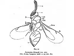 Ferrierelus Bernardi 1937 Nicolas Théobald éch A1024 Aix p. 312 fig. 12.