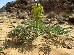 Inflorescence en boutons.