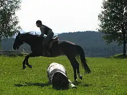 Cheval de profil monté, sautant un tronc