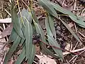 Feuilles & fruits d' Eucalyptus glaucescens au jardin jungle