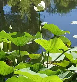 Le pétiole s'attache au centrede la feuille peltée.