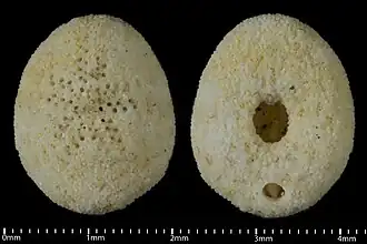 Fibularia junior fossile