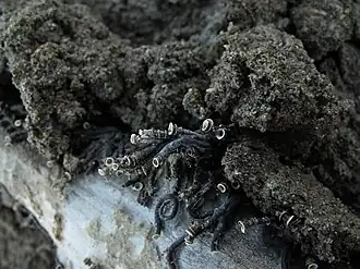 Description de l'image Ficopomatus enigmaticus.jpg.