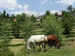 Un poney gris et un roux broutant avec des montagnes en arrière-plan.