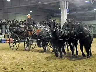 Poneys de l'Esperia attelés à la Fieracavalli 2014