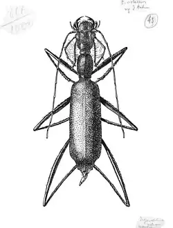 Dessin à l’encre de Chine de René Jeannel (collection Galmiche)