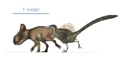 Illustration montrant de profil deux dinosaures de taille similaire : un quadrupède dont la tête porte une collerette, et un bipède couvert de plumes et avec une longue queue.
