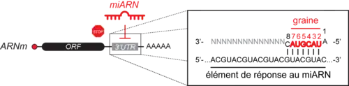 Interaction miARN:ARNm