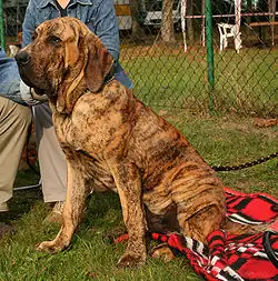 Mastiff brésilien.